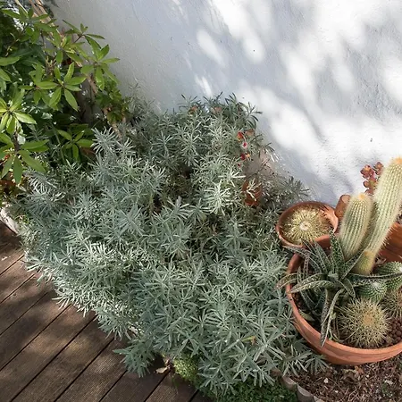 Apartment Flat With A Garden In Belem